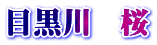目黒川　桜