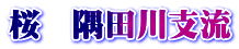 桜　隅田川支流