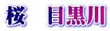桜　目黒川
